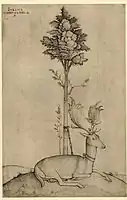 Stag tethered to a tree