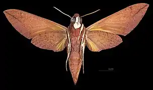Female ventral