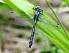 Gomphus vulgatissimus