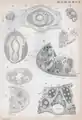 Plate 4 of the book