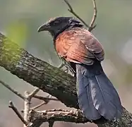 at Narendrapur near Kolkata, West Bengal, India