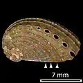 Shells of animals a little larger than 10&nbsp;mm have dots but only on the shell ridges