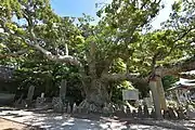 Hasaki no O-tabu