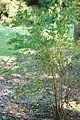 Mature shrub.