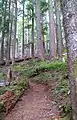 Trail to Mt. Rose
