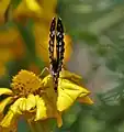 At Jayanti in Buxa Tiger Reserve.