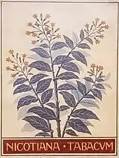 Tobacco plant