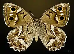 Female underside