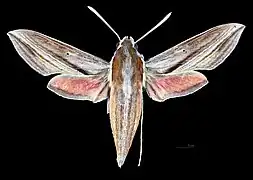 Female dorsal