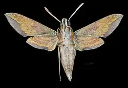 Female ventral