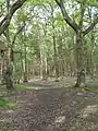 Horsell Common