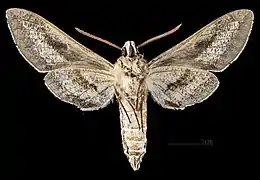 Male ventral view