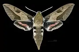 Male Hyles nicaea nicaea