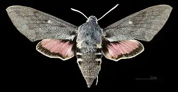 Female dorsal