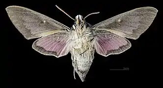 Female ventral
