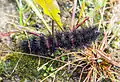 Caterpillar with typical red stripes