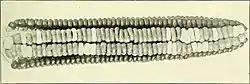 8 rowed corn