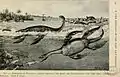 Seeleyosaurus (left) and Thaumatosaurus, now Meyerasaurus (right) as depicted in Water reptiles of the past and present (1914)