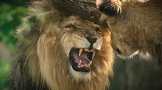 Lion (Panthera leo).