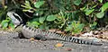Eastern water dragon (Intellagama lesueurii)