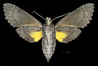 Female ventral