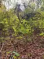 Jethro's Orchard remnants (replanted by Henry Ford) on side of Nobscot Hill off Brimstone Lane Nobscot Conservation Land entrance