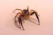 Plexippus paykulli on a white sheet