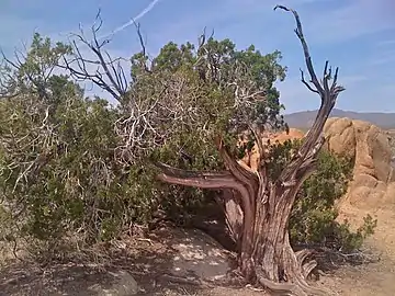Traumatized shrub form in Riverside&nbsp;County, California