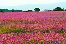 Kaas Flowers