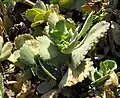 Penwiper plantKalanchoe marmorata