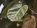 Leaves in  Kolkata, West Bengal, India.