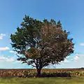 Oak Tree