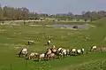 Konik horses near the Waal