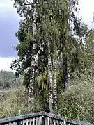Kahikatea