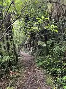 Path to the lake