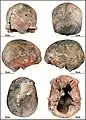 Burial 14 - Cranium