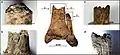 Burial 21 - Manipulation of the corpse while soft tissues were still present.
