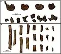 Burial 23 - Vertebrae and ribas were also within the skullcap.