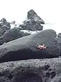 Volcanic Rocks & Grapsus grapsus Galapagos crabs (Tortuga Bay).