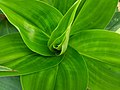 New leaf