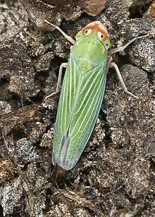 Xyphon flaviceps
