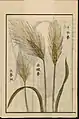 T. monococcum, illustration from the Japanese agricultural encyclopedia Seikei Zusetsu (1804)