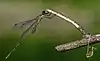Chalcolestes parvidens