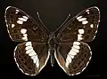Dorsal side