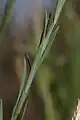 Leaves are lanceolate, spirally arranged, 10–30&nbsp;mm (0.4–1&nbsp;in) long.