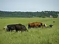 The abbey operates a farm, this is a picture of some of the livestock.