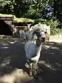 Llama compound