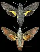 Macroglossum caldum