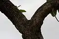 Trunk in Narsapur, Medak district, India