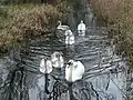 Swans on Christmas Day, 2005